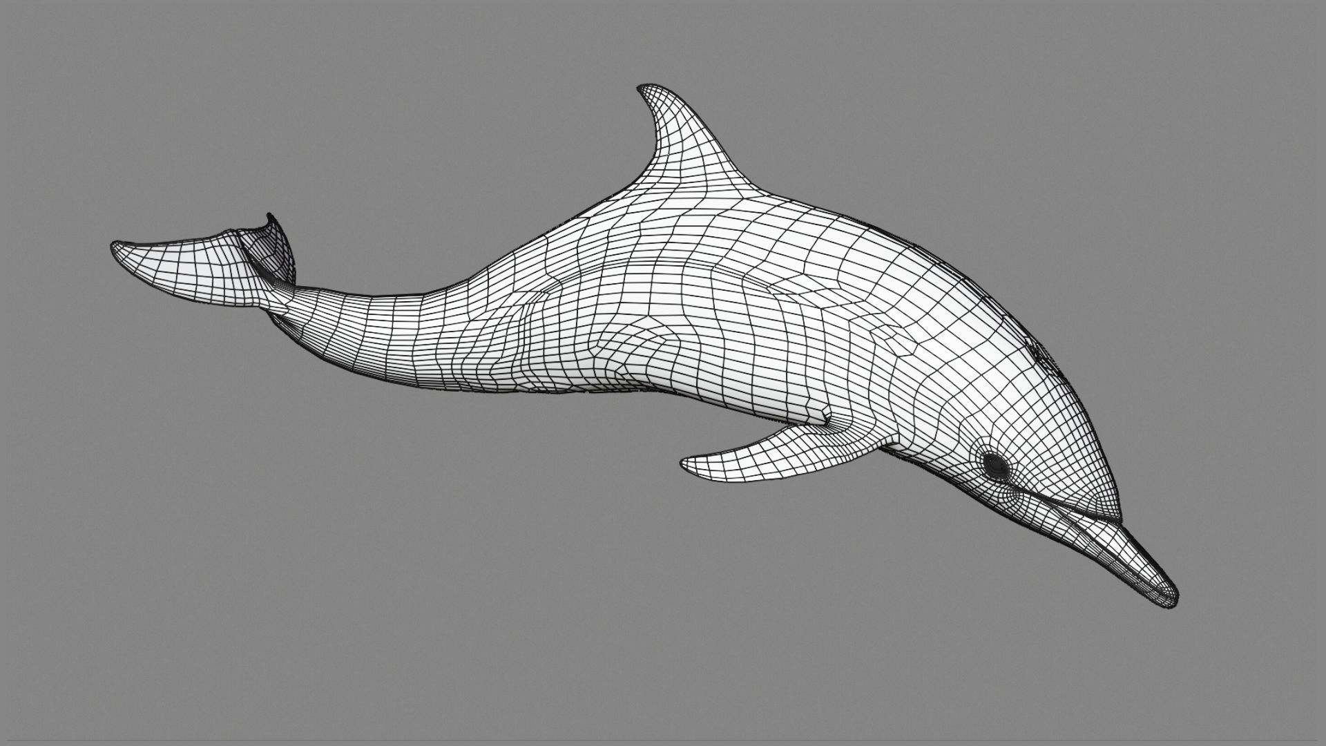 Delphinus Dolphi Animated 3D model_13