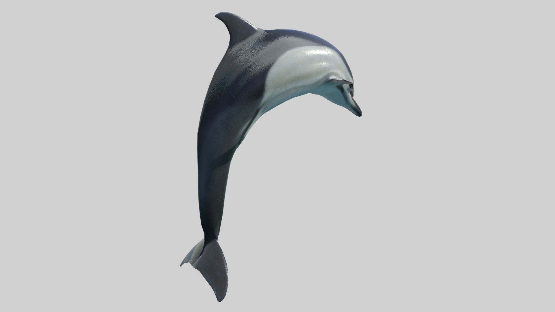 Delphinus Dolphi Animated 3D model_8