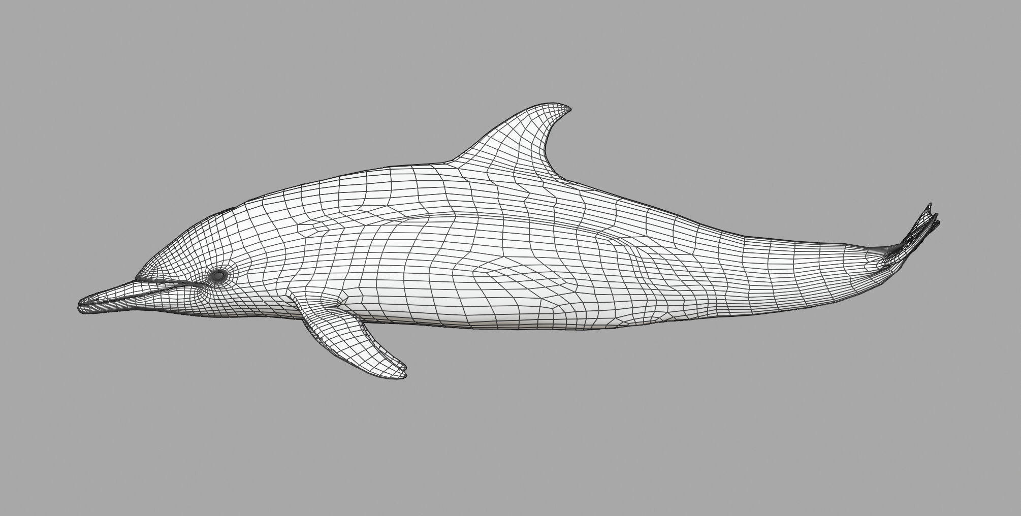 Delphinus Dolphi Animated 3D model_24
