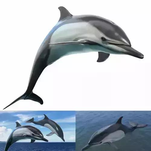 Delphinus Dolphi Animated 3D model