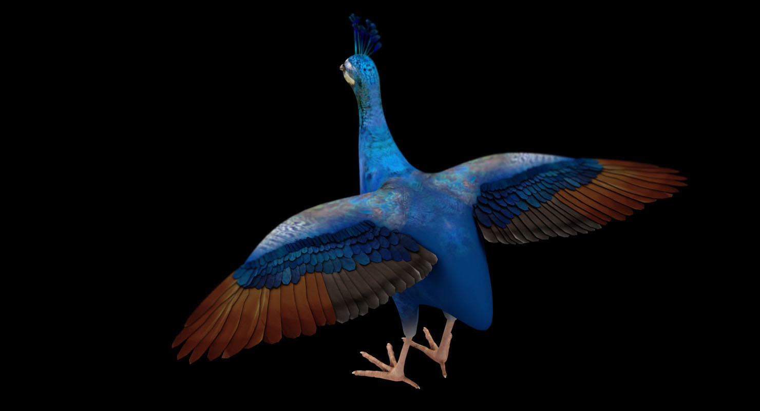 peacock 3d model with wings spread 3D model_10