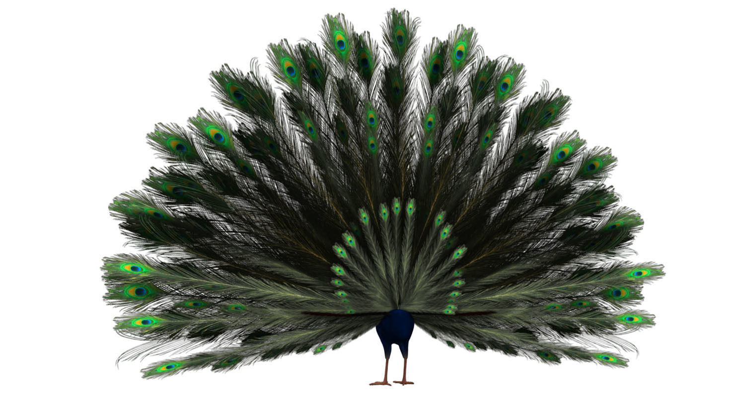 peacock 3d model with wings spread 3D model_12