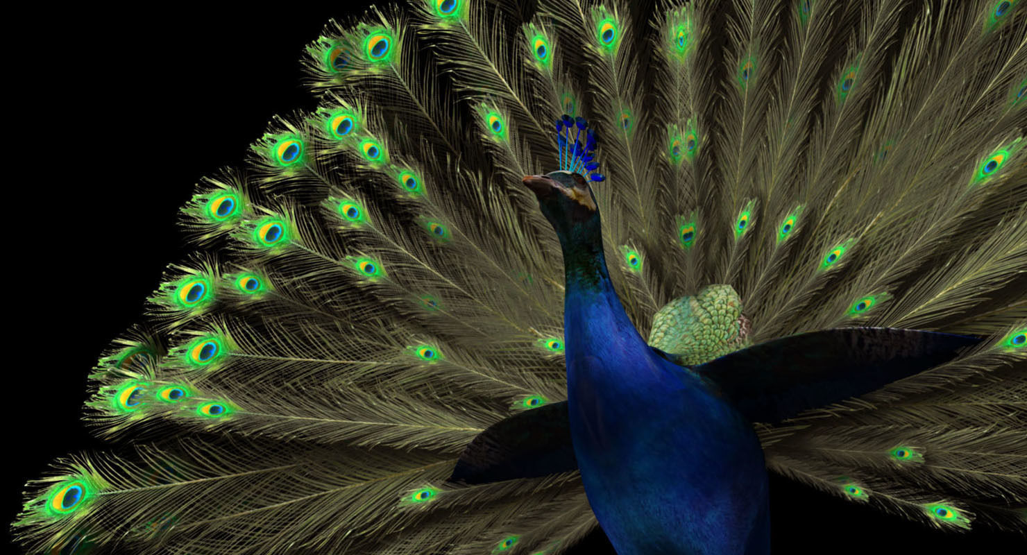 peacock 3d model with wings spread 3D model_8