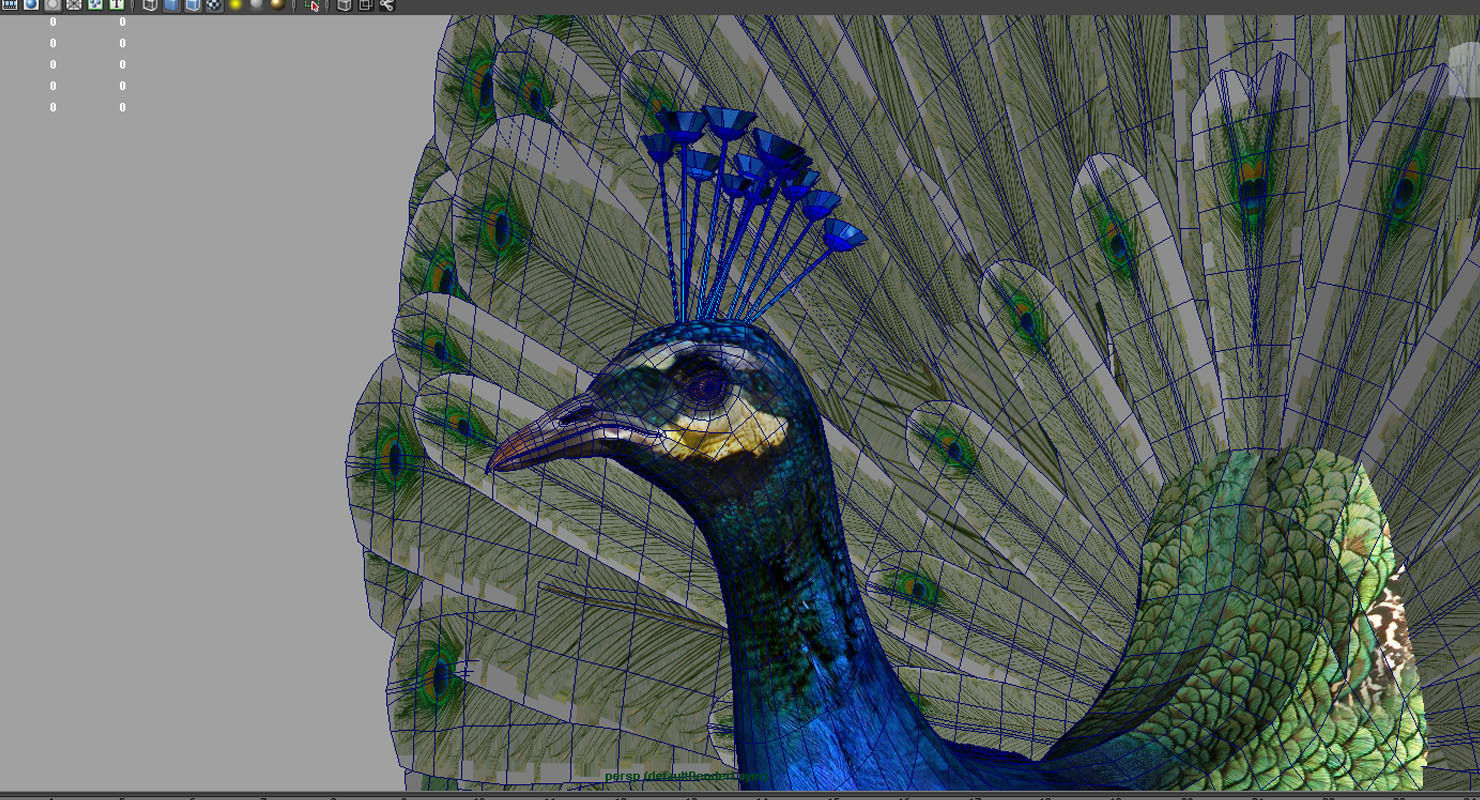 peacock 3d model with wings spread 3D model_6