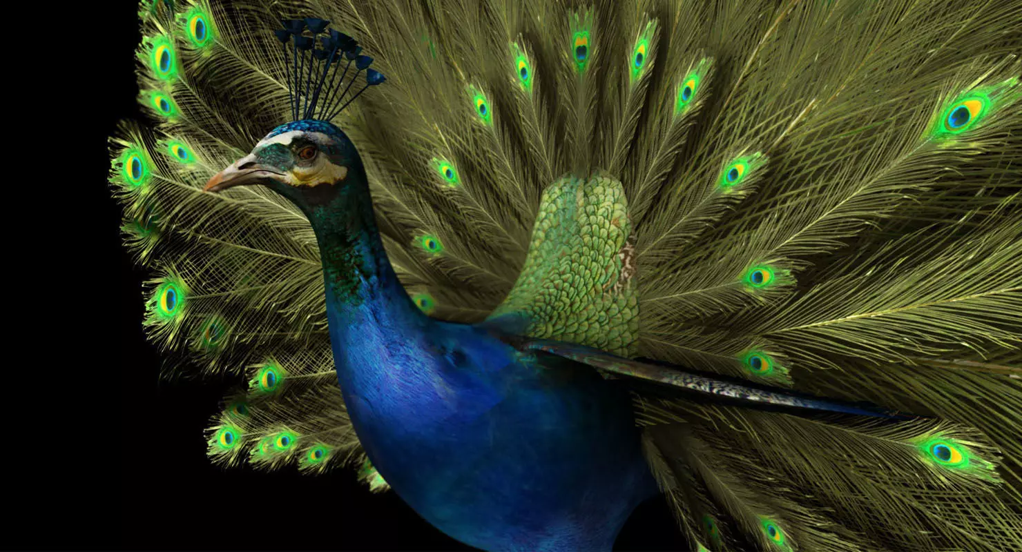 peacock 3d model with wings spread 3D model_0
