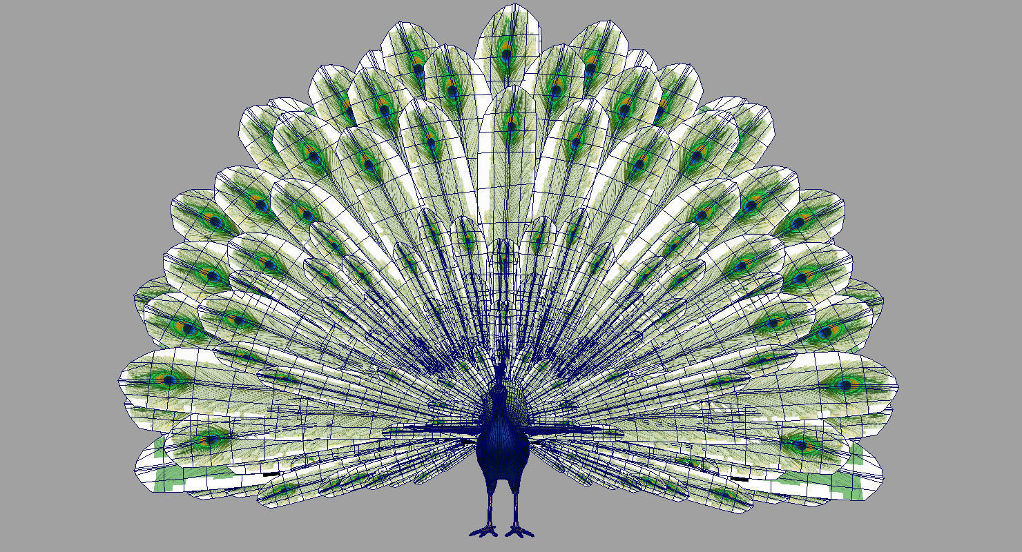 peacock 3d model with wings spread 3D model_13