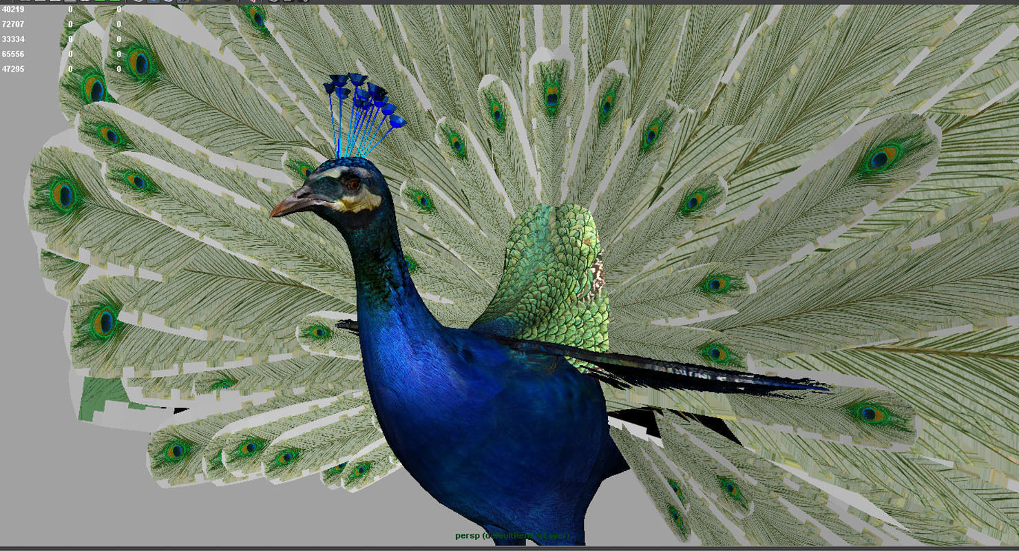 peacock 3d model with wings spread 3D model_5