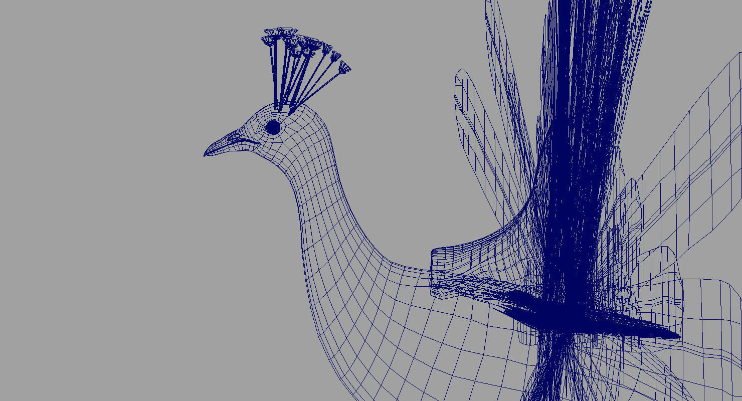 peacock 3d model with wings spread 3D model_3