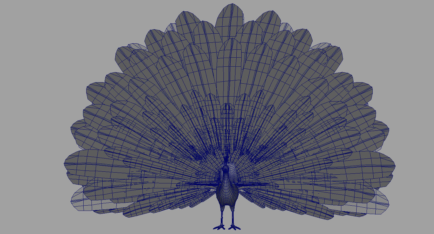 peacock 3d model with wings spread 3D model_14