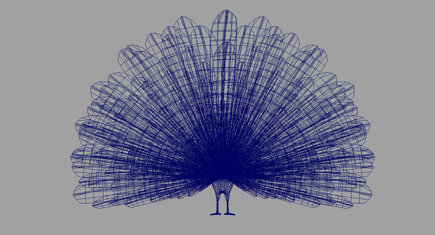 peacock 3d model with wings spread 3D model_1