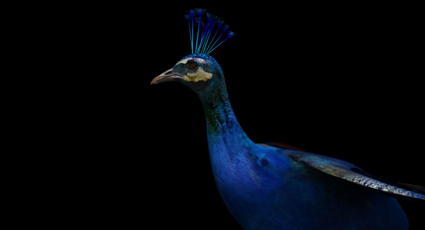 peacock 3d model with wings spread 3D model_9