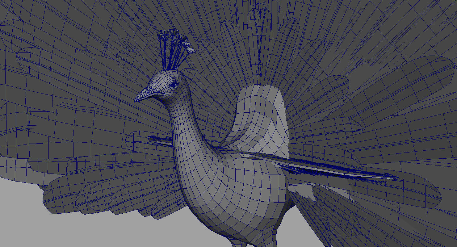 peacock 3d model with wings spread 3D model_4