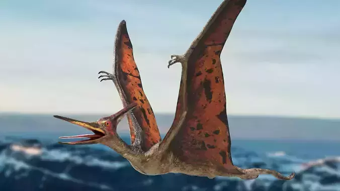 Pteranodon Rigged Animated 3D model Low-poly 3D model