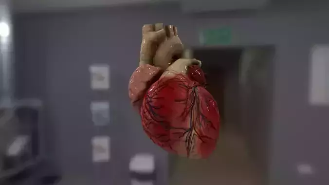 Cardiovascular for AR VR model