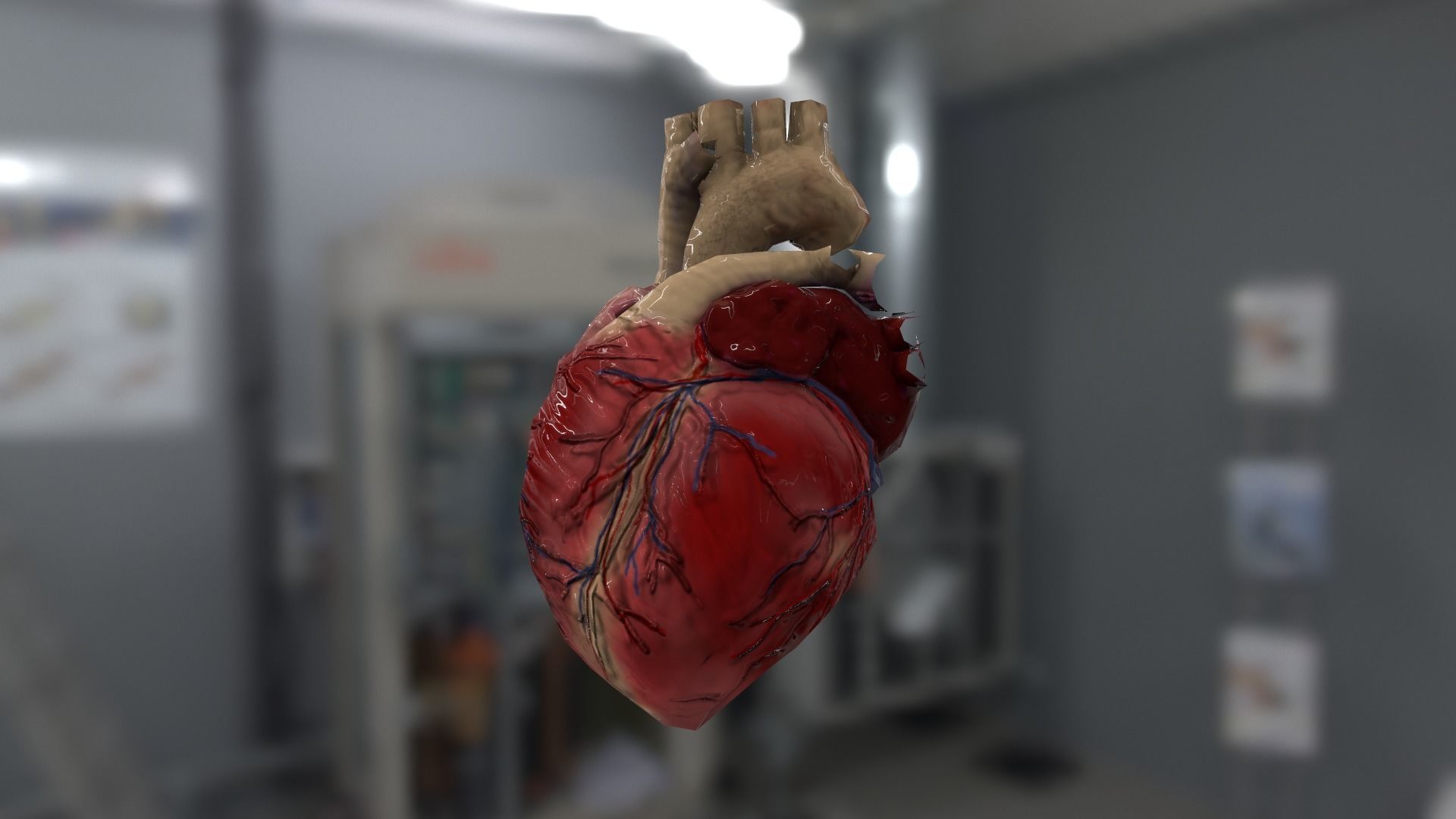 Cardiovascular for AR VR model Low-poly 3D model_2