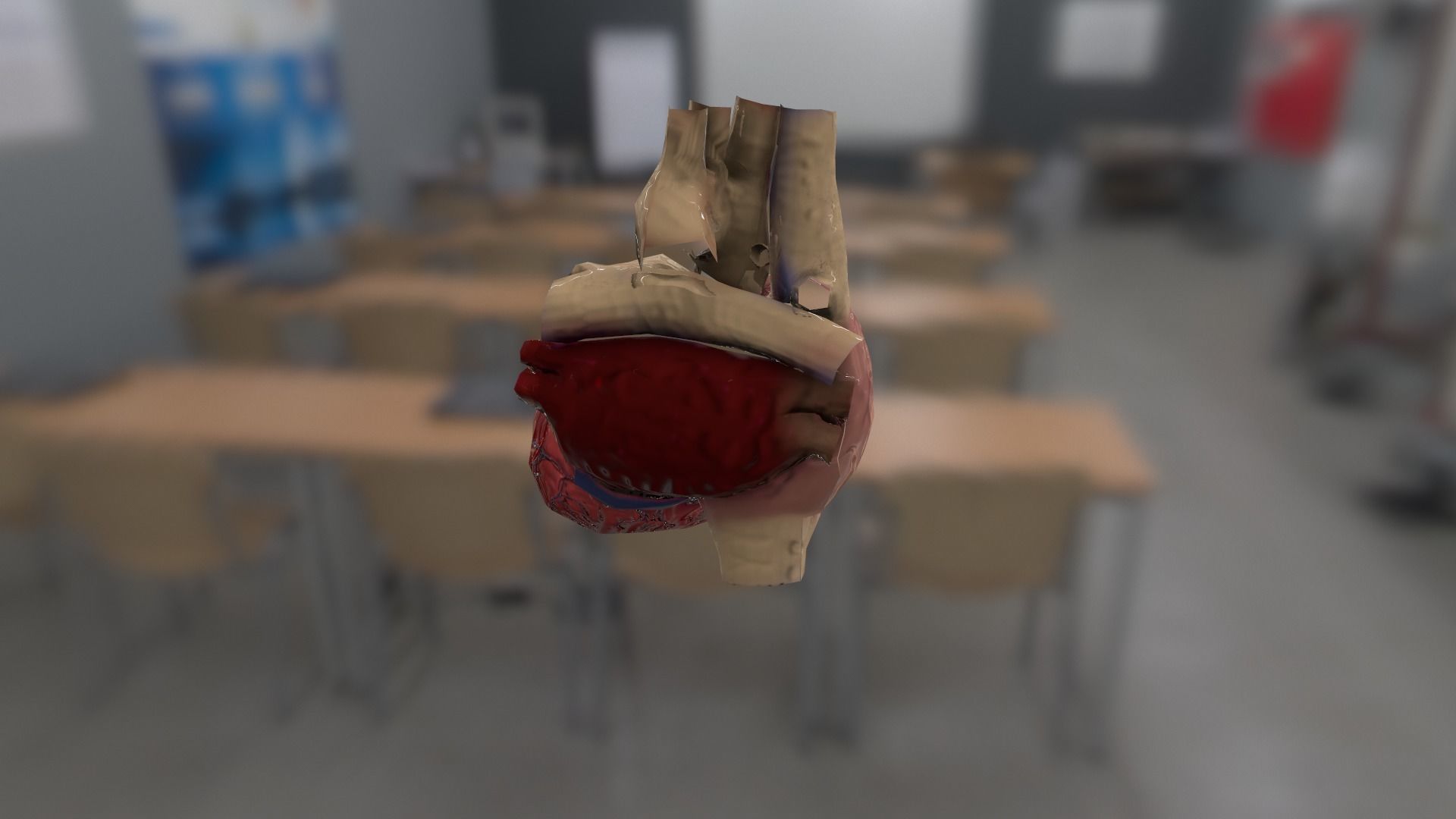 Cardiovascular for AR VR model Low-poly 3D model_3