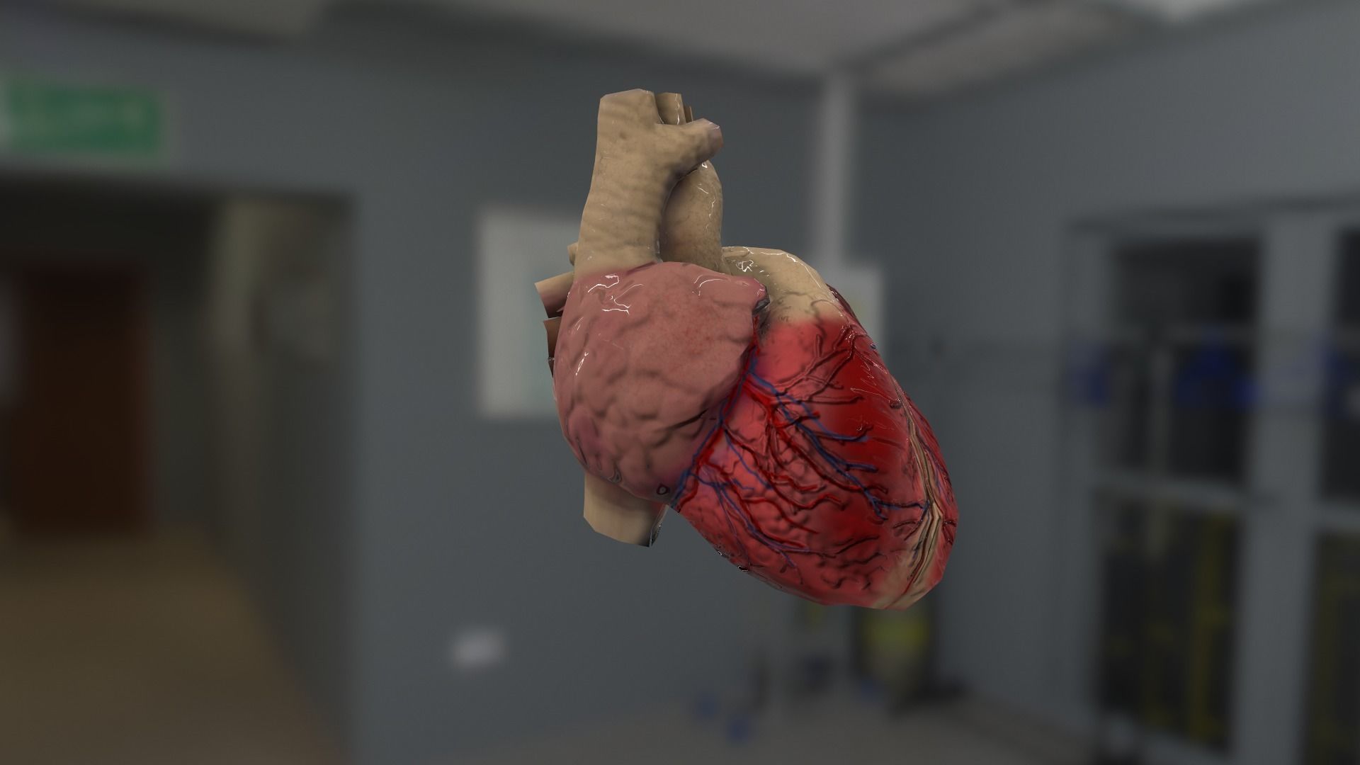 Cardiovascular for AR VR model Low-poly 3D model_4