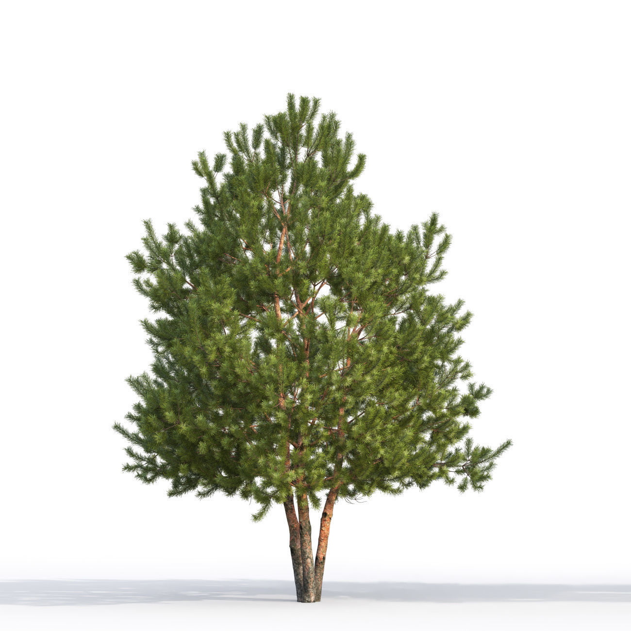 Pinus Sylvestris H6-7m  3D model_4