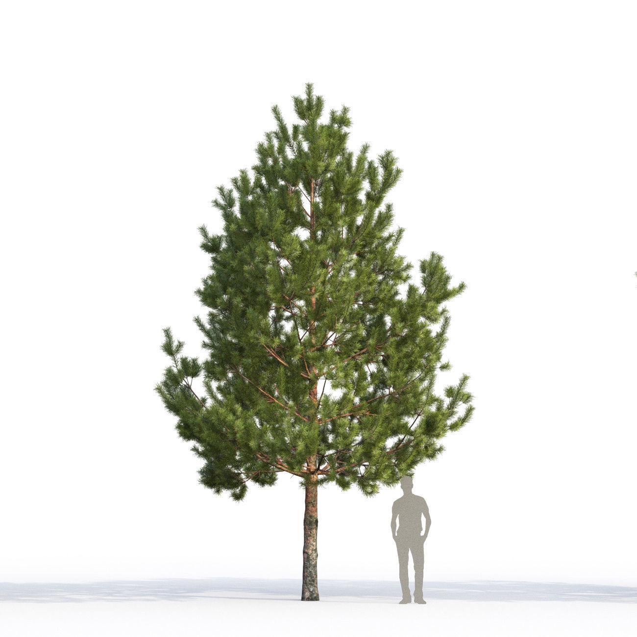 Pinus Sylvestris H6-7m  3D model_2