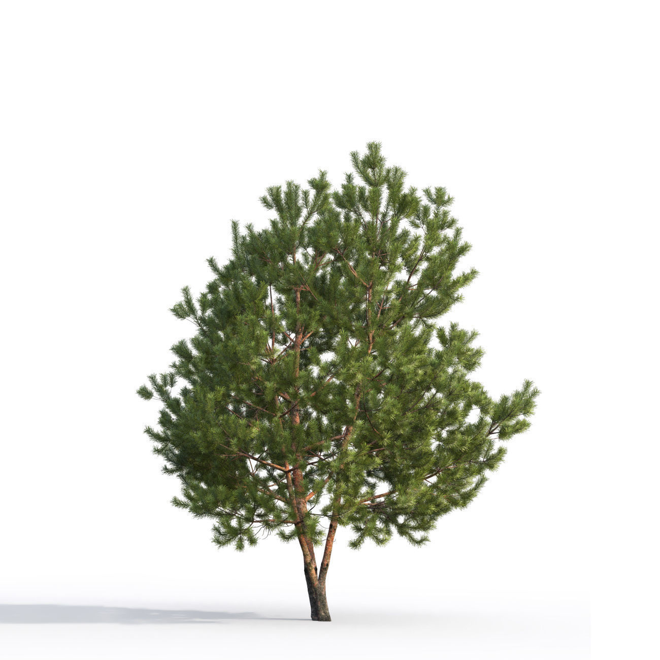 Pinus Sylvestris H6-7m  3D model_6