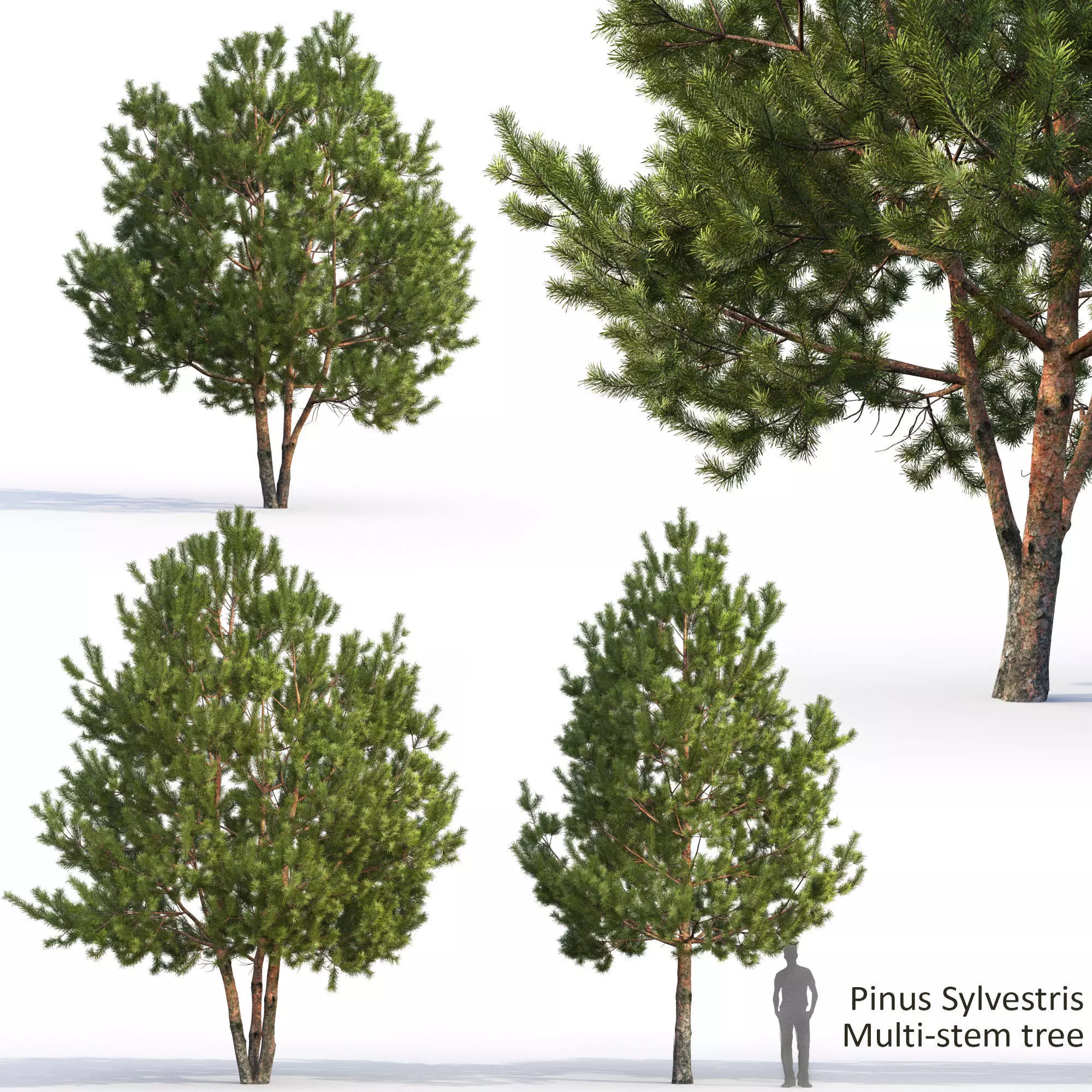 Pinus Sylvestris H6-7m  3D model_0