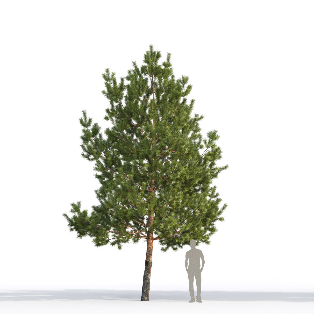 Pinus Sylvestris H6-7m  3D model_5