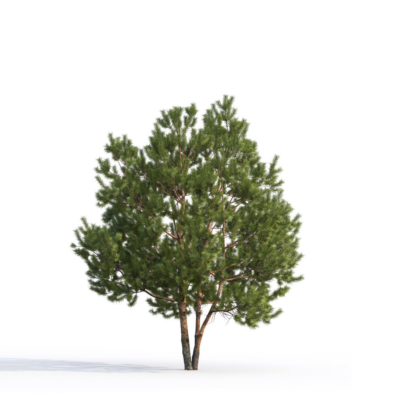Pinus Sylvestris H6-7m  3D model_3