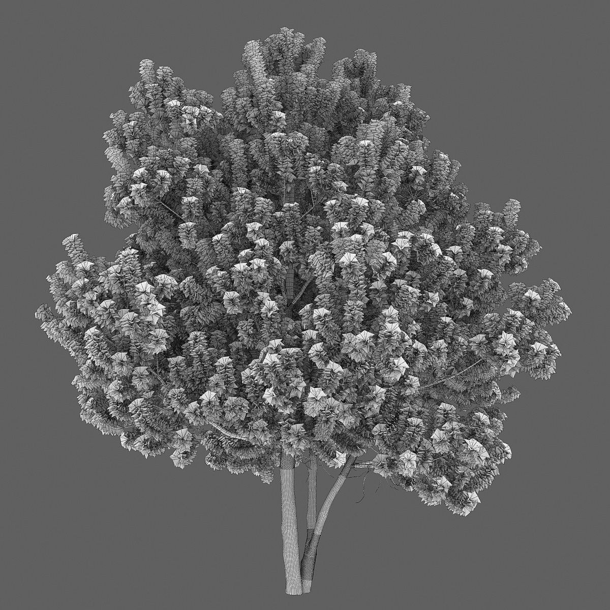 Pinus Sylvestris H6-7m  3D model_8