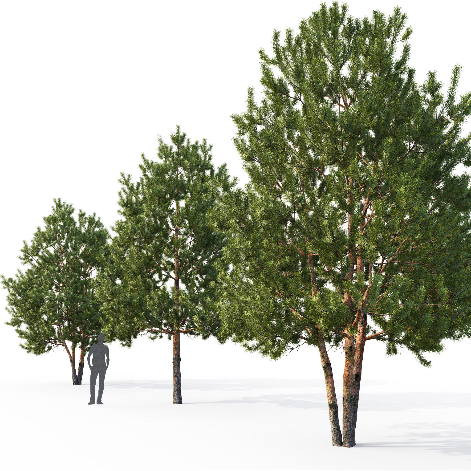Pinus Sylvestris H6-7m  3D model_7