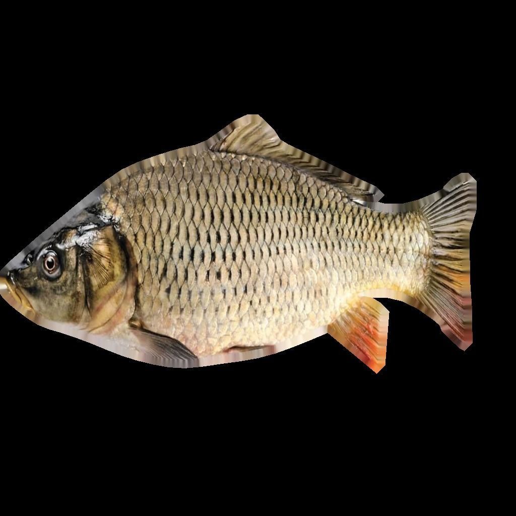 Low Poly Carp fish Free low-poly 3D model_1