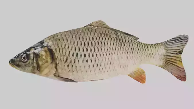 Low Poly Carp fish