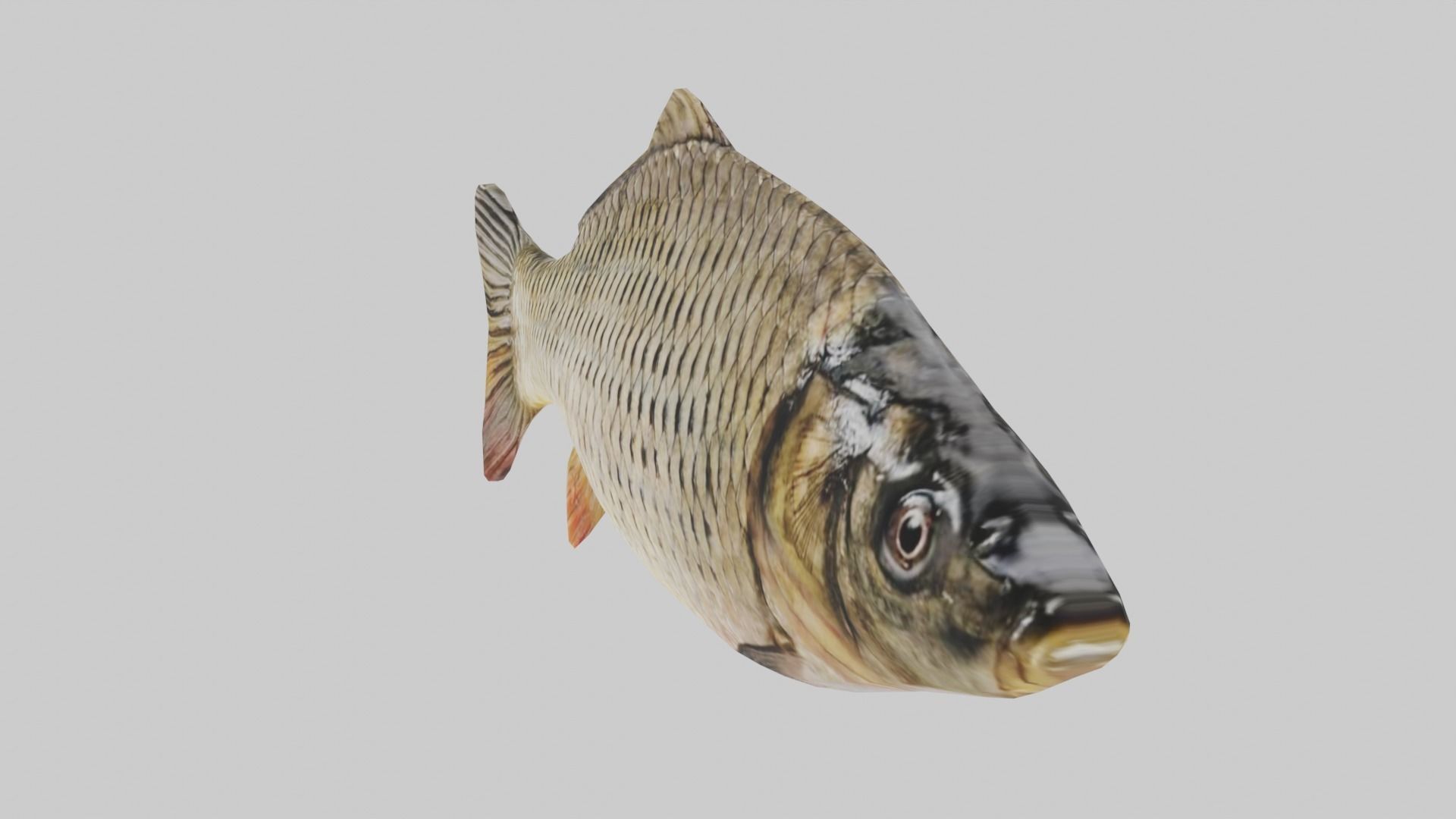 Low Poly Carp fish Free low-poly 3D model_4