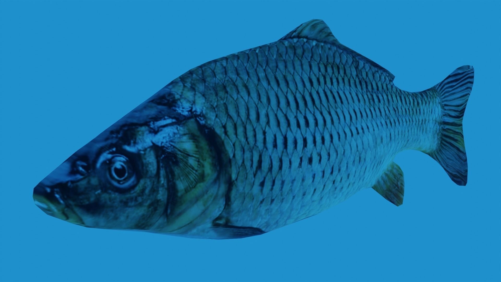 Low Poly Carp fish Free low-poly 3D model_3