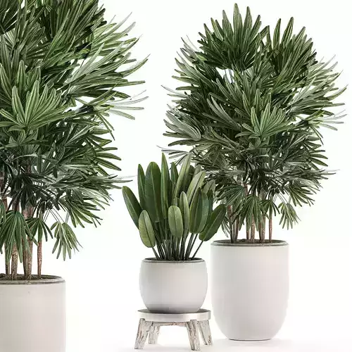 Plants in a white flowerpot for interior design 502