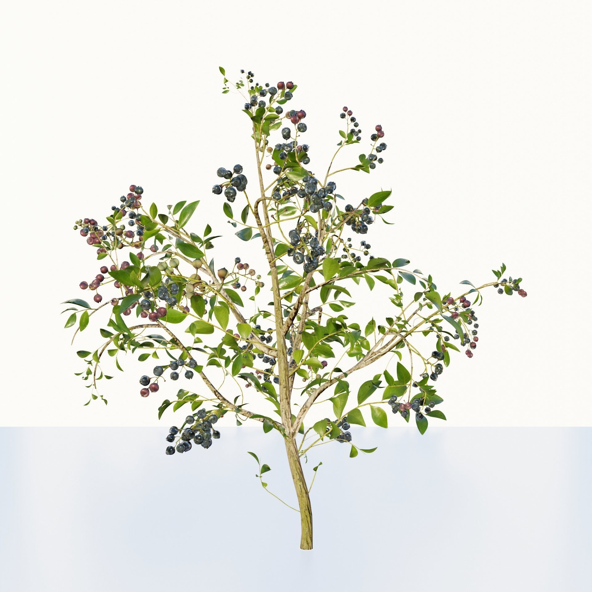 blue berry bushes 3D model_4