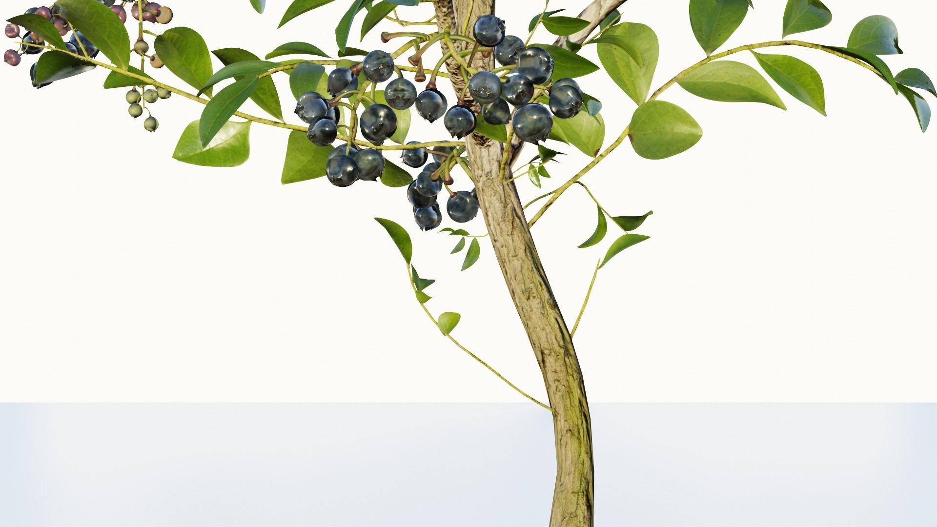 blue berry bushes 3D model_7