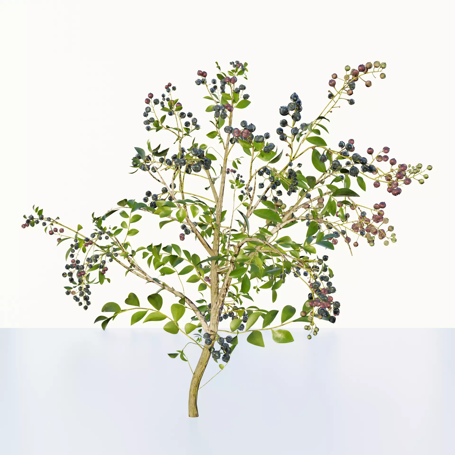 blue berry bushes 3D model_0