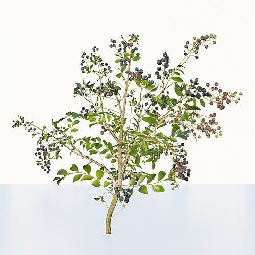 blue berry bushes 3D model
