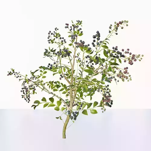 blue berry bushes 3D model