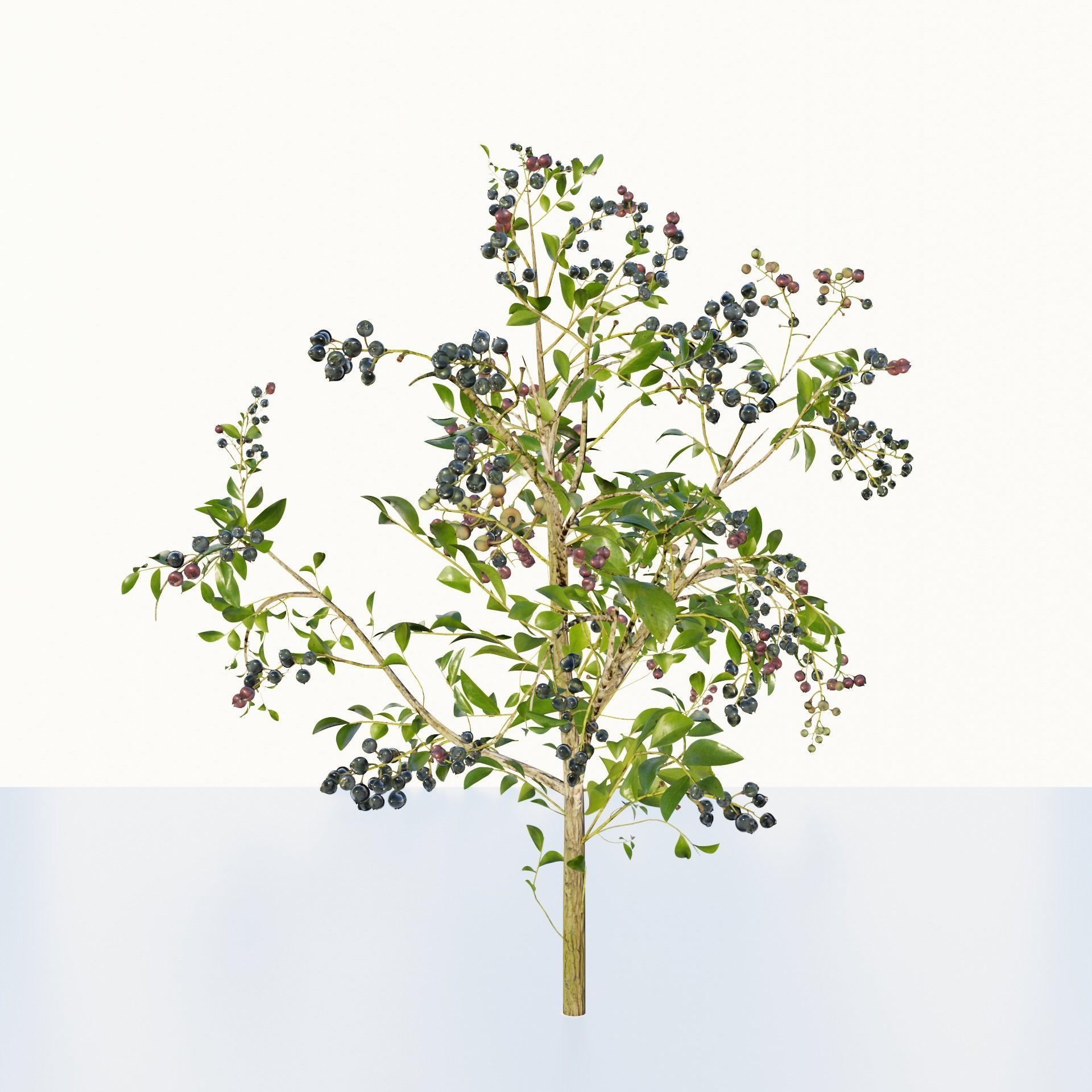 blue berry bushes 3D model_3