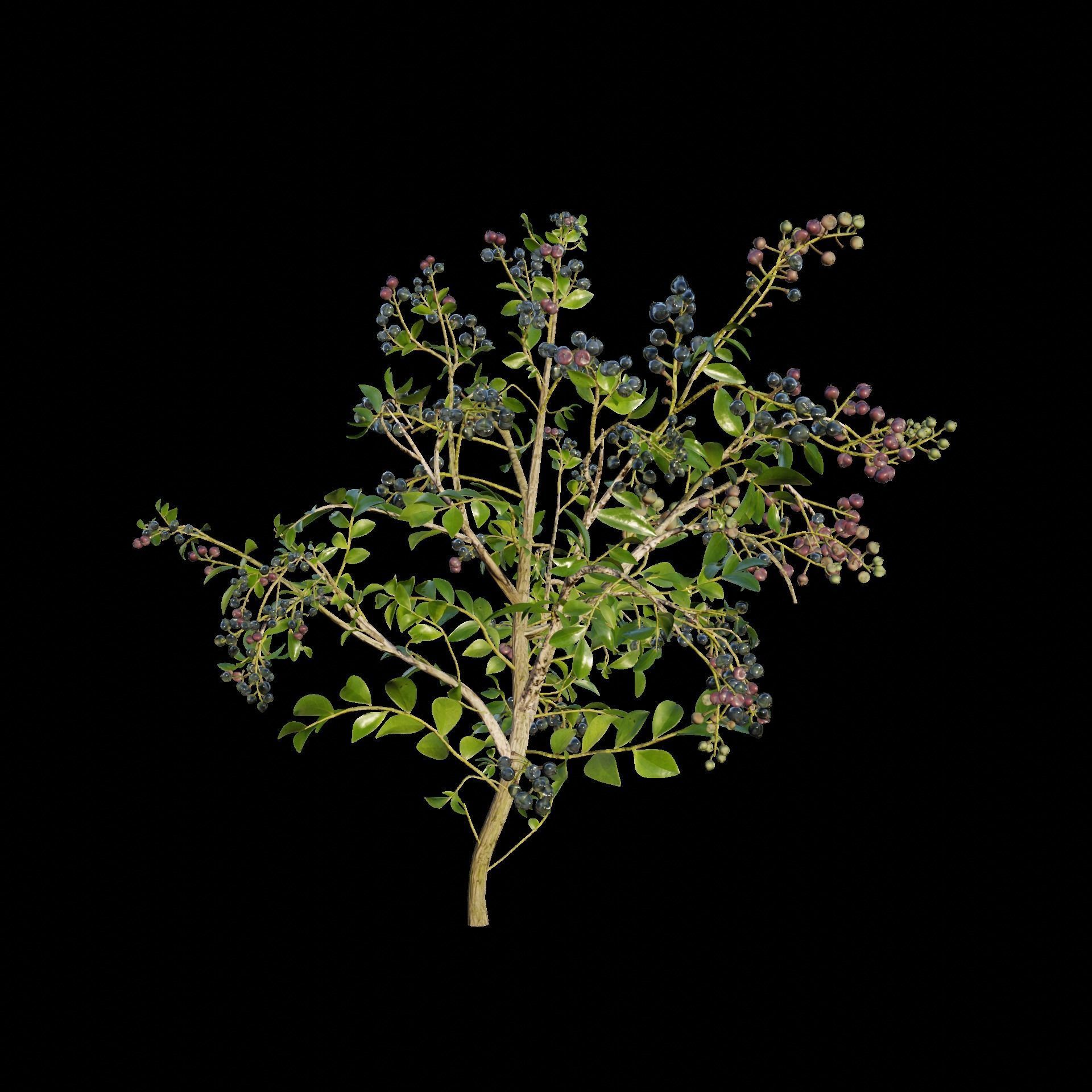 blue berry bushes 3D model_1