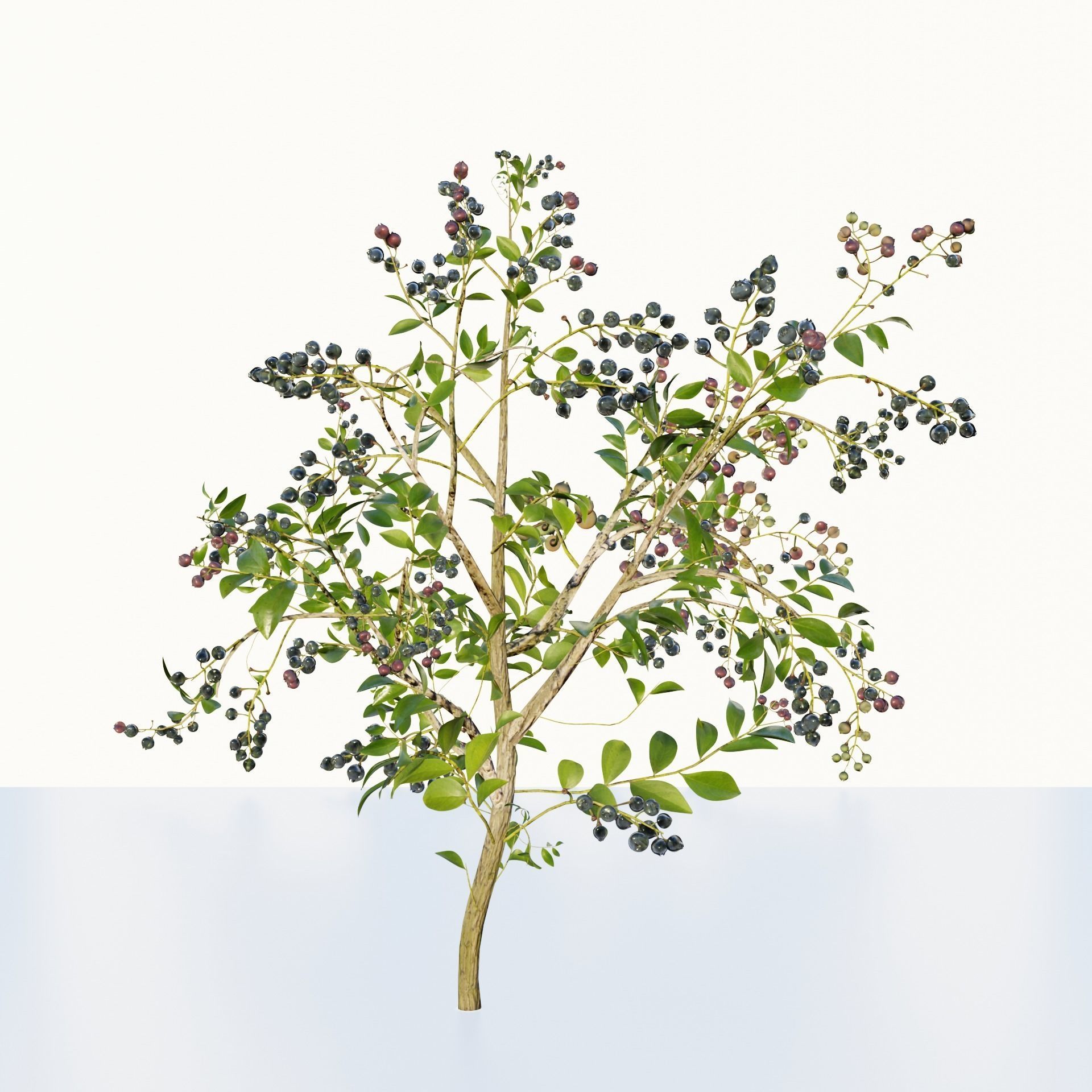 blue berry bushes 3D model_2