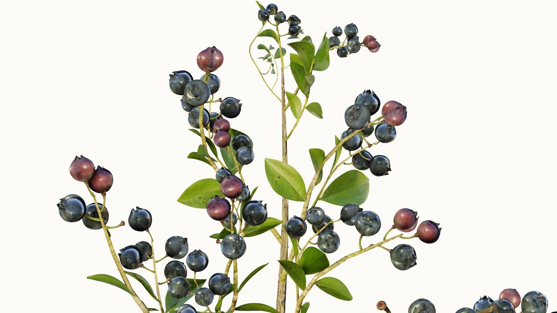 blue berry bushes 3D model_5