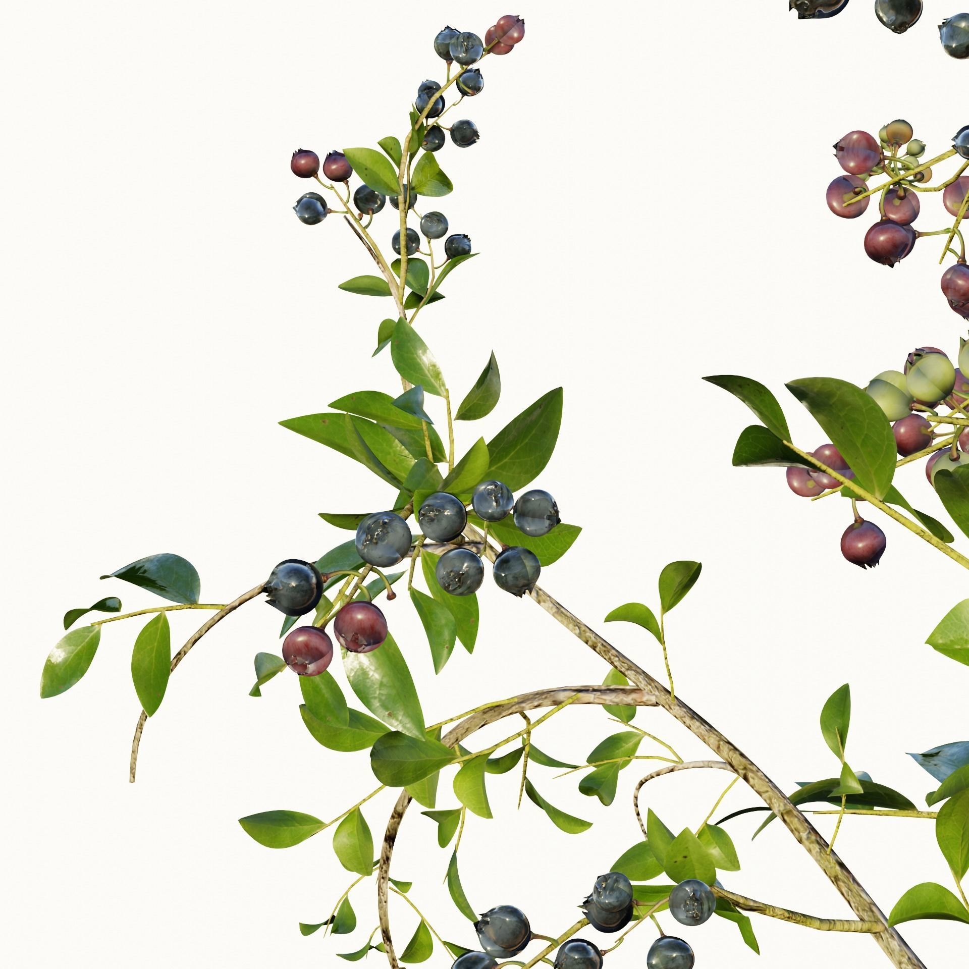 blue berry bushes 3D model_6
