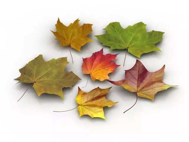 Autumn Leafs 3D model_0