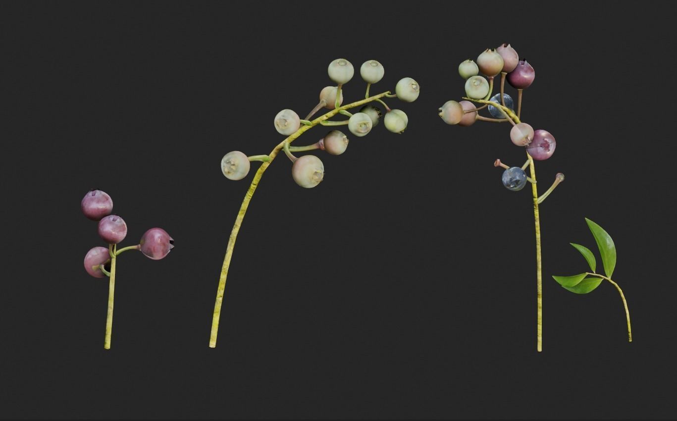 blue berry bushes component 3D model_4
