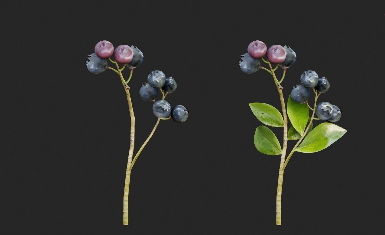 blue berry bushes component 3D model_2