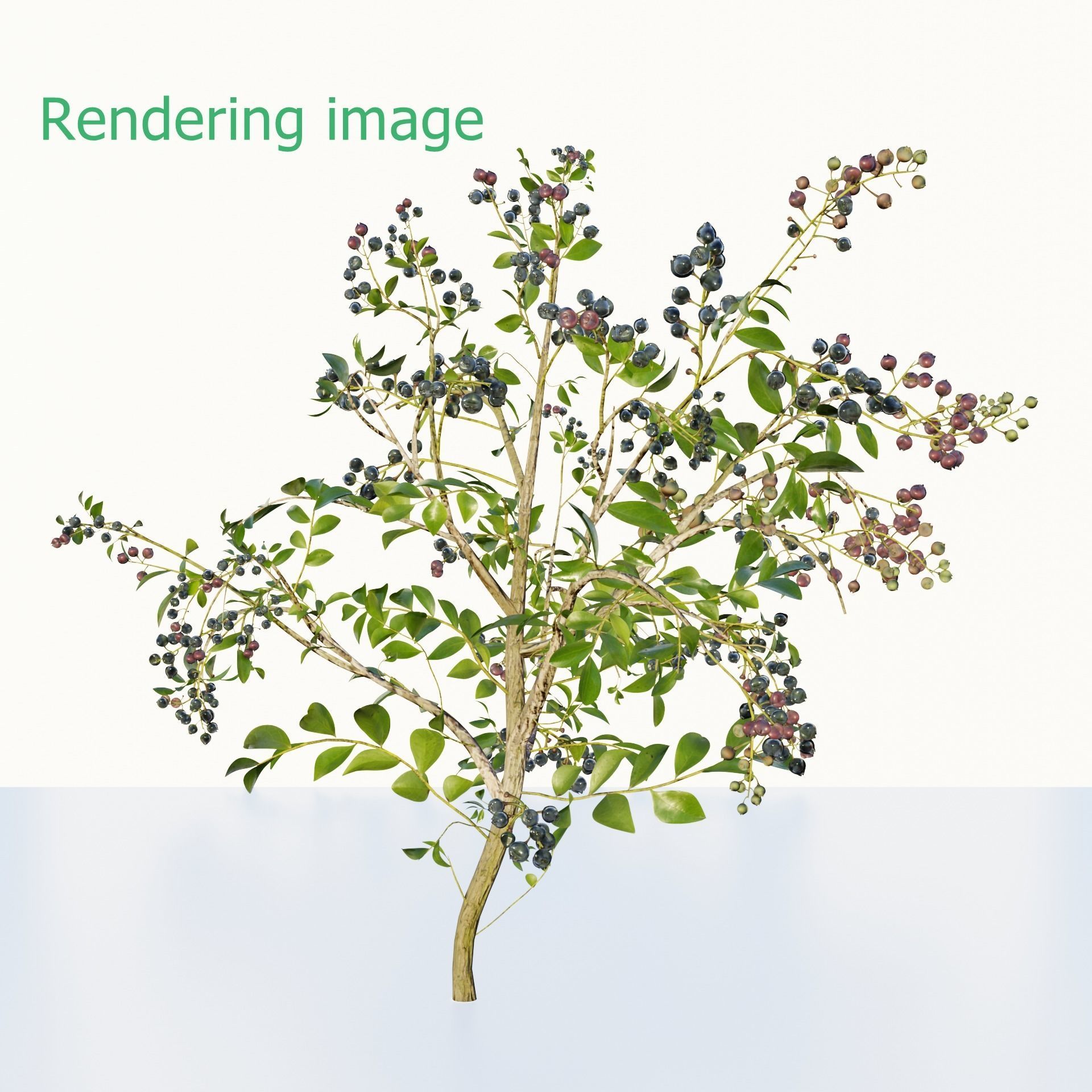 blue berry bushes component 3D model_14