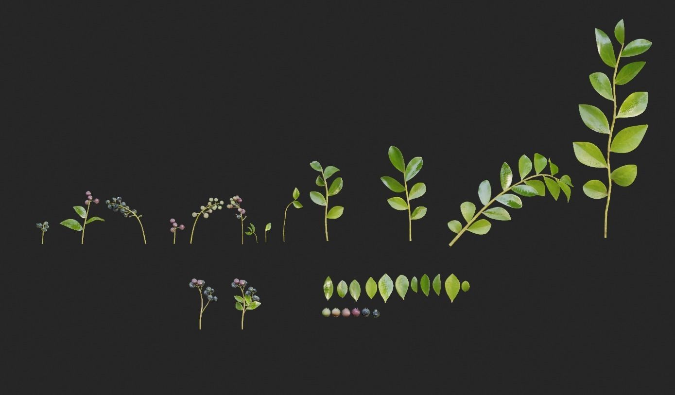 blue berry bushes component 3D model_1