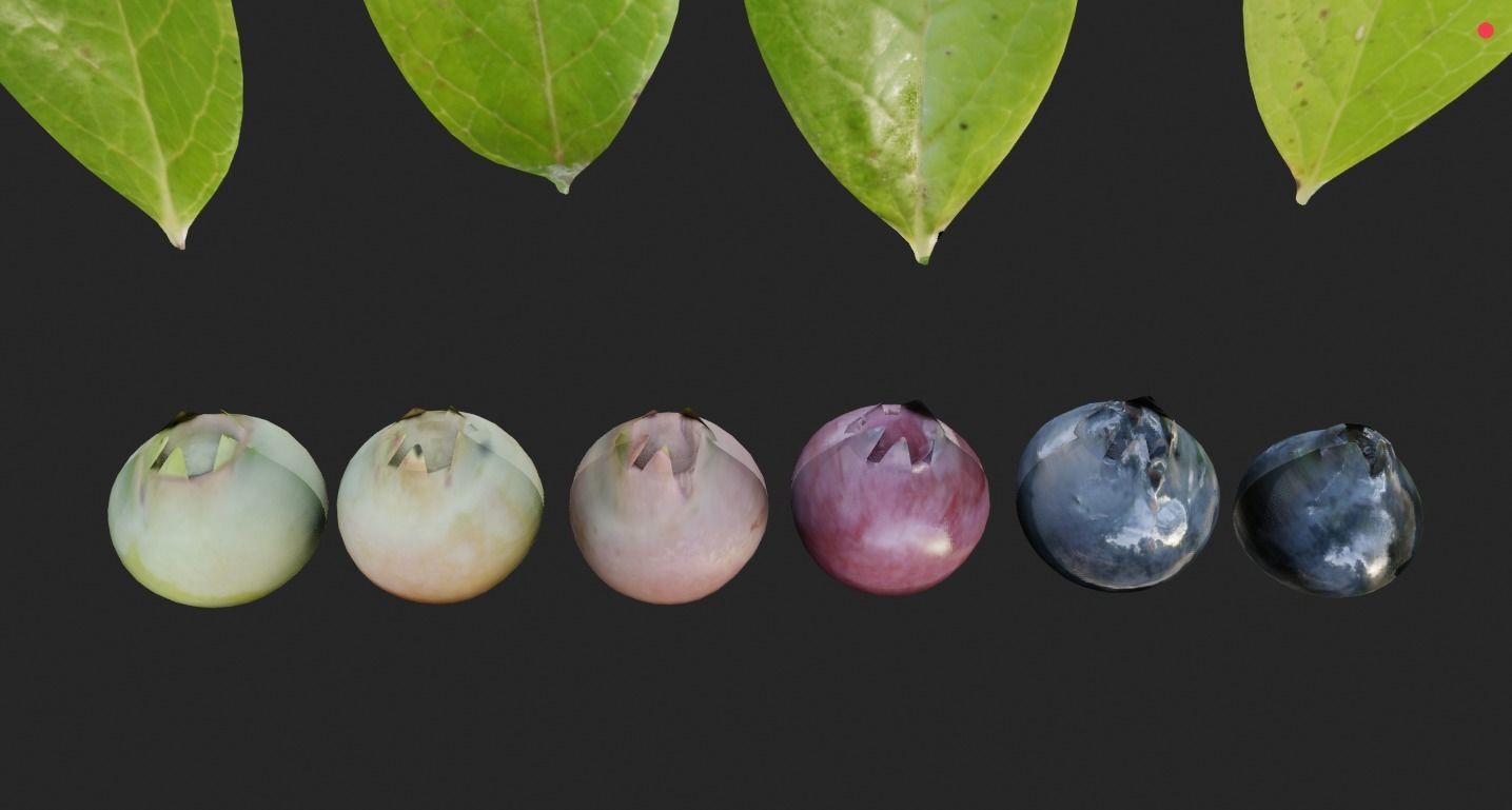 blue berry bushes component 3D model_8